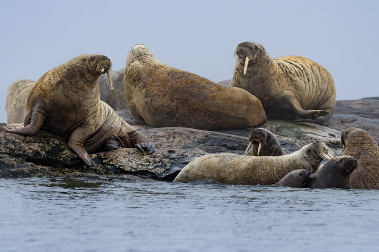 Walruses east of Svalbard in the Barents Sea.