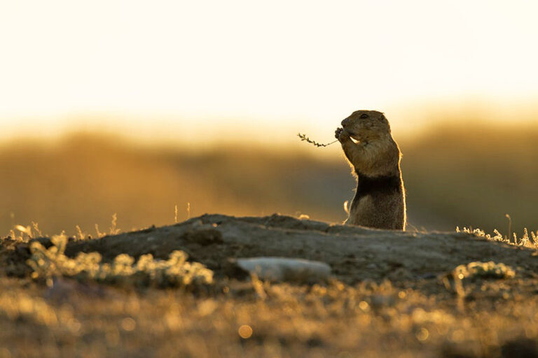 Prairie dogs, from the same family of animals as squirrels, are considered a keystone species in grasslands.