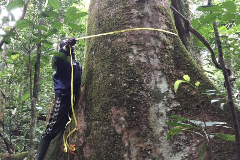 Prince Bissiemou measures a tree in a logged forest in Gabon. Image by Megan Sullivan.