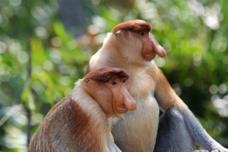 Two male proboscis monkeys in Malaysian Borneo.