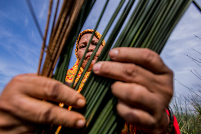 A woman in Indonesia harvesting purun grass.