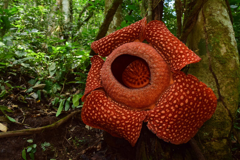 Rafflesia flower.