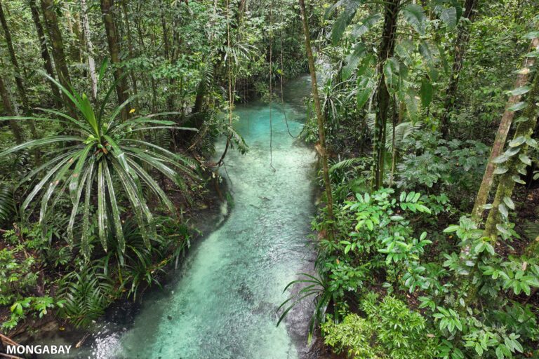 Kali Biru (Blue River) on Waigeo island in Raja Ampat, West Papua, Indonesia. Photo credit: Rhett Ayers Butler.