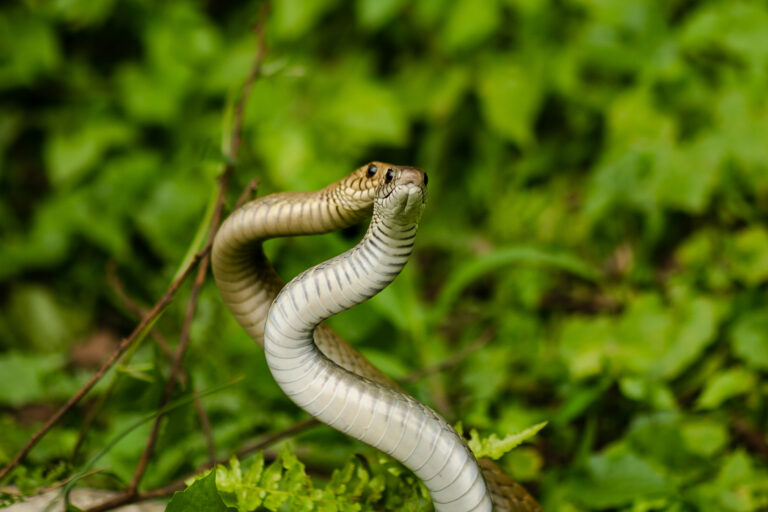 Two common male rat snakes in Chitwan National Park, Nepal.