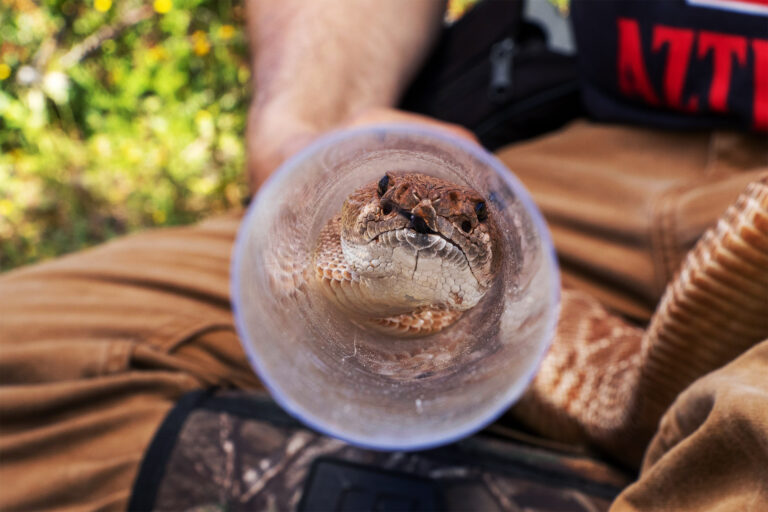 Red diamond rattlesnakes, native to southwest California in the U.S. and Baja California in Mexico, are important predators in their ecosystems.