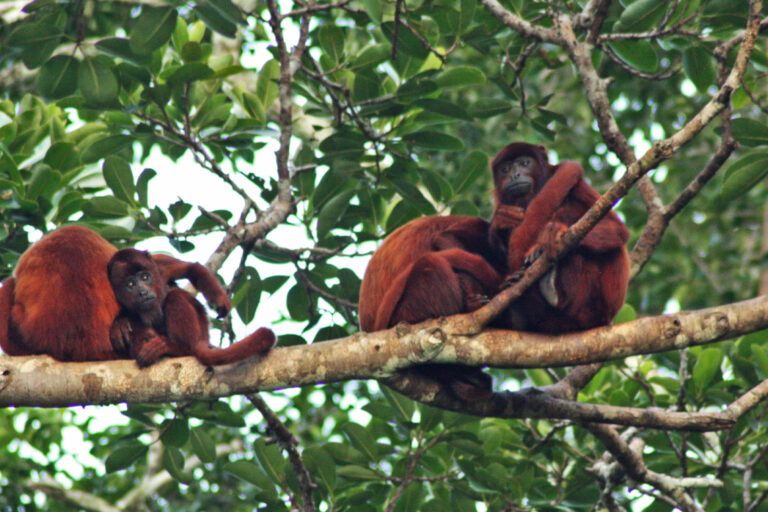 Bolivian red howler monkeys in Madidi Landscape.