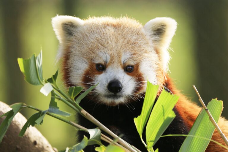 Red panda