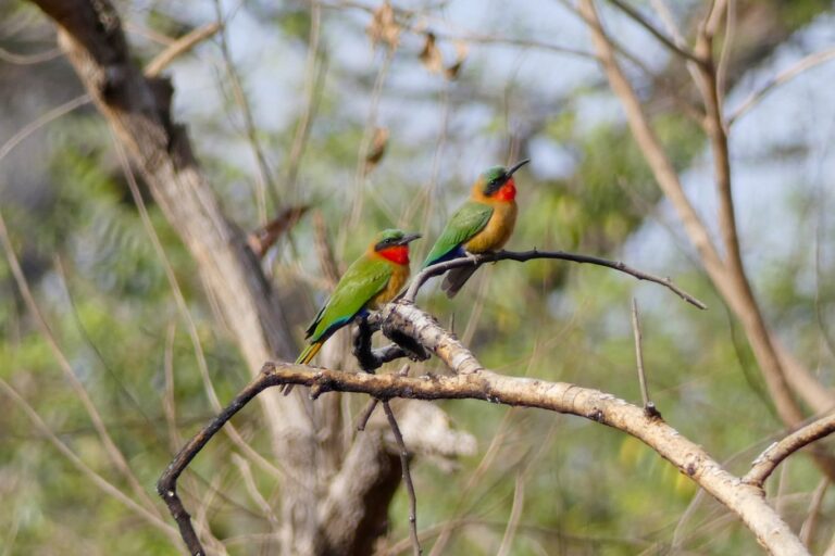 Red-throated bee-eaters (Merops bulocki), Pehonko, Benin. Image by Yves Bas via iNaturalist (CC BY 4.0).