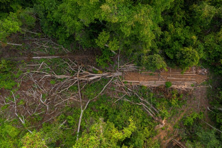 A dismembered tree in Chhaeb-Preah Roka Wildlife Sanctuary documented in April 2023. Image by Andy Ball / Mongabay.