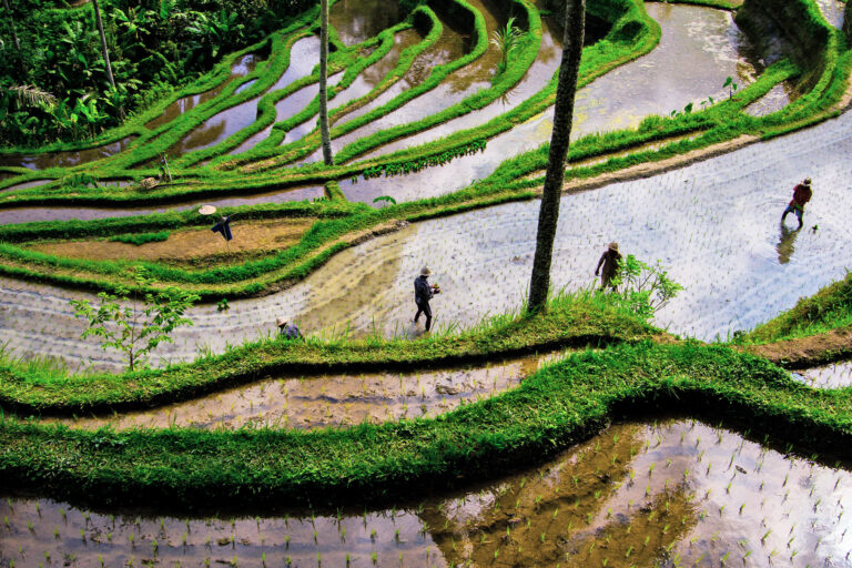 Farmers on rice terraces in Bali.