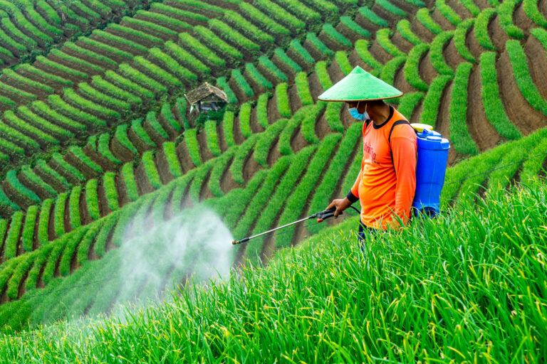 A farmer spraying pesticides in a rice field.