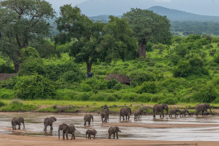 Elephants in Ruaha National Park in southern Tanzania. The miombo ecoregion stretches across central and southern Africa, from Angola in the west to Tanzania and Mozambique in the east, and is home to numerous iconic species like elephants (Loxodonta africana). Image by Natalie Ingle, courtesy of WCS.