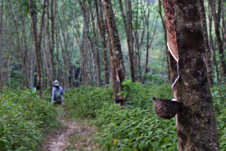 Rubber latex collecting into a container in a rubber plantation in Thailand. Image by Eleanor W-T via Flickr (CC BY-NC-ND 2.0).