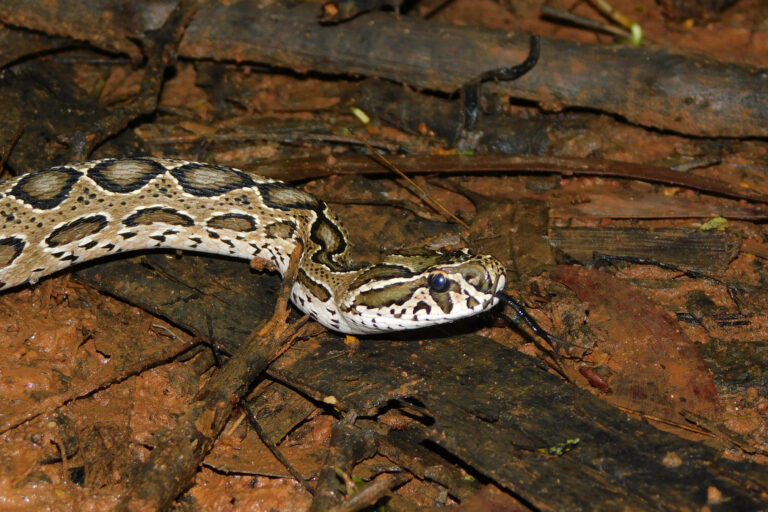 A Russell's viper.