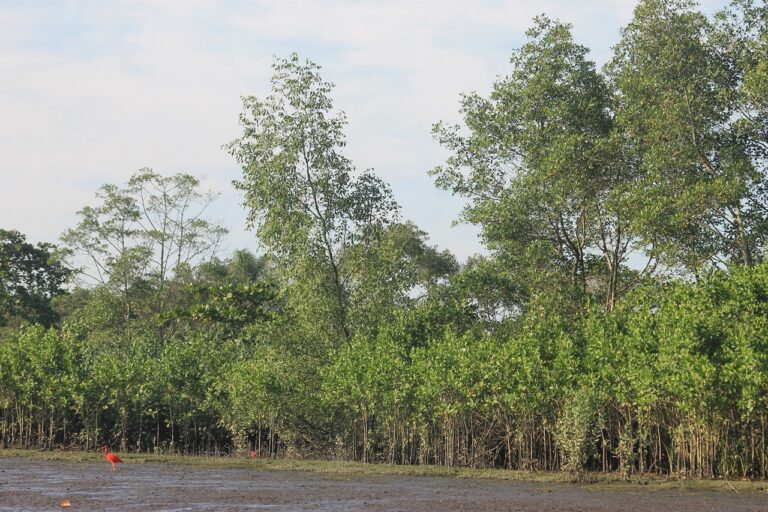 mangroves Brazil