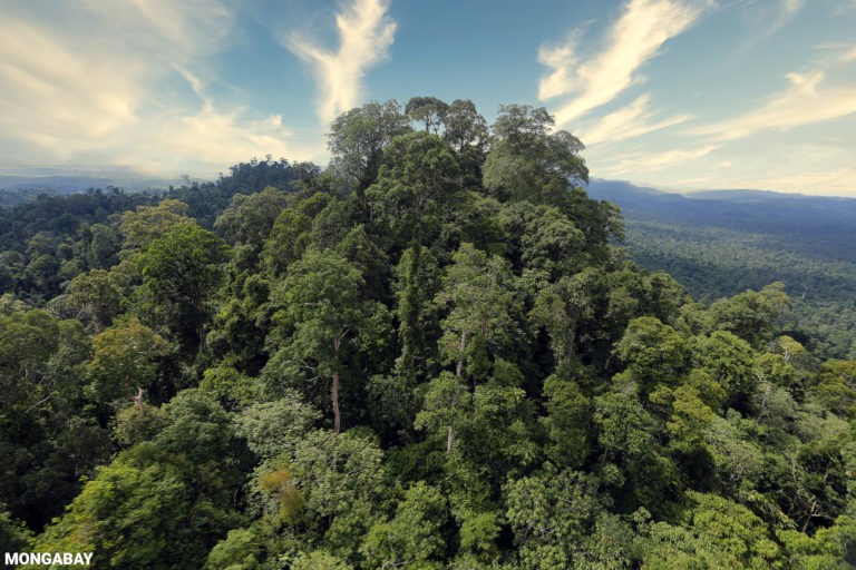 Deramakot forest reserve is a FSC-certified logging concession in Sabah, Malaysia. Photo by Rhett A. Butler