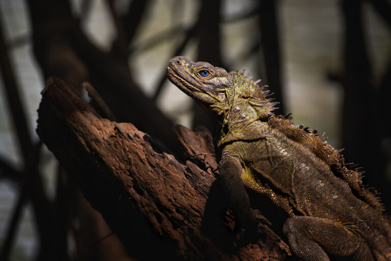 A Philippine sailfin lizard in Misamis Oriental, Mindanao.