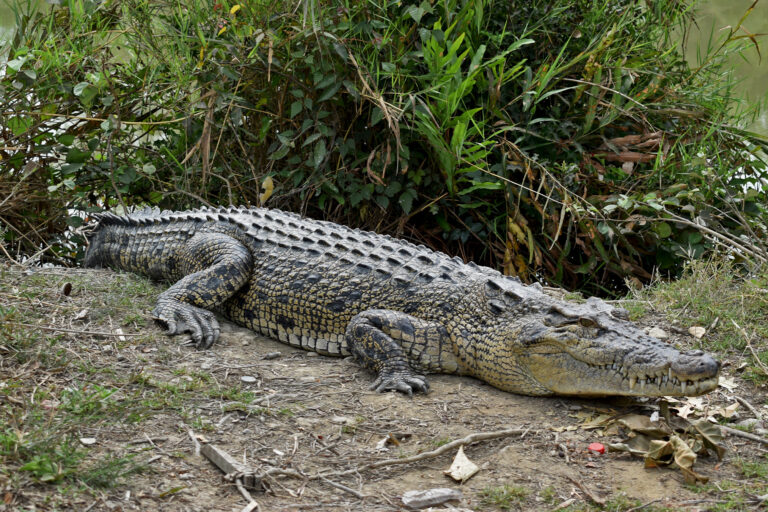 A saltwater crocodile basking on the bank of a pond in Karamjol Crocodile Breeding Centre.