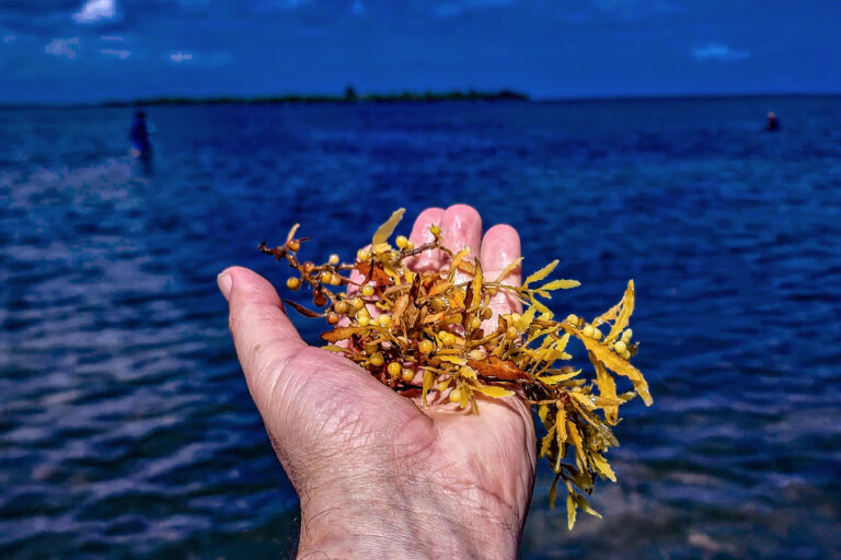 Sargassum in Villa Clara province, Cuba.