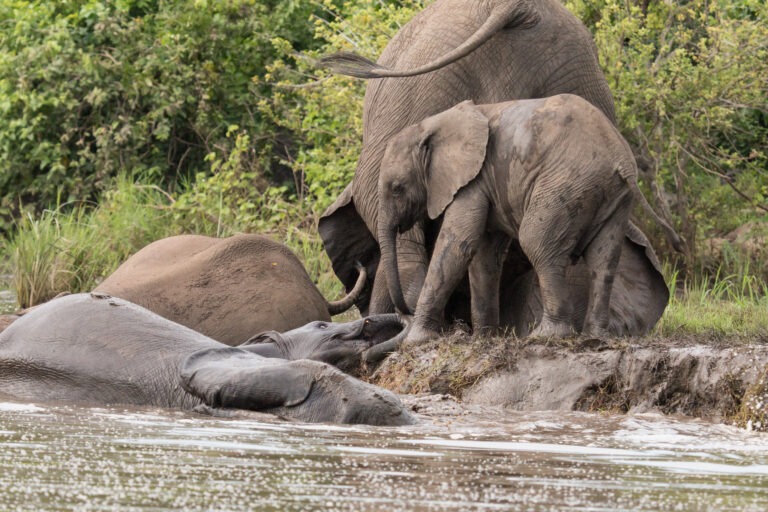 Savannah elephants at Majete NP, Malawi. Image by Peter Steward via Flickr (CC BY-NC 2.0)