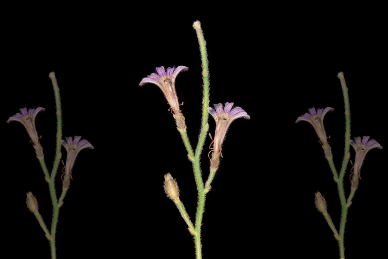 Flowers of Scaevola parvifolia