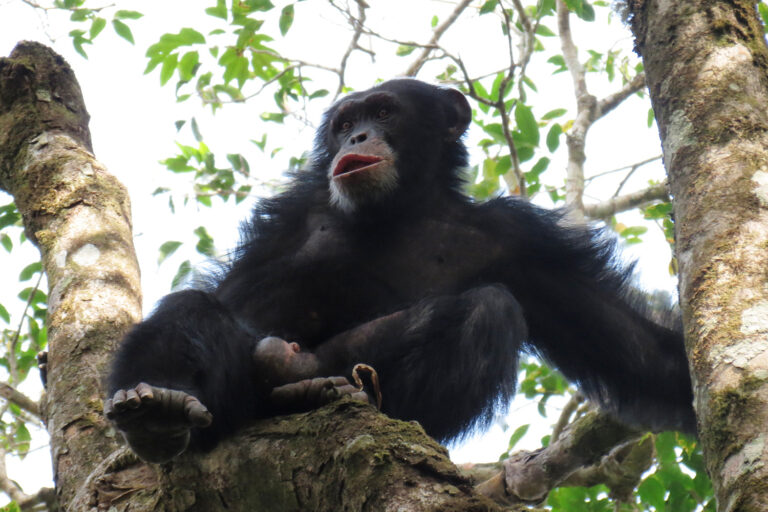 a western chimpanzee in a tree