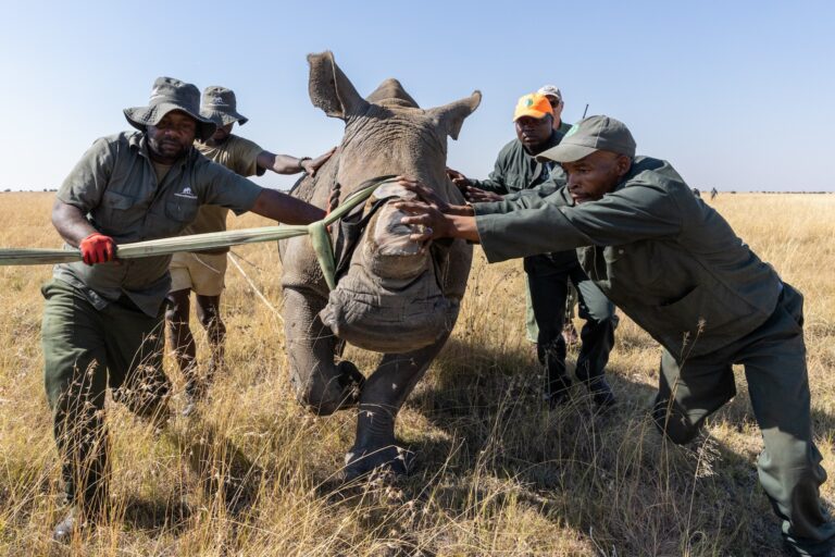 The translocation team leads a sedated rhino to a crate and its journey to a new home. Image © Michael Dexter/African Parks.