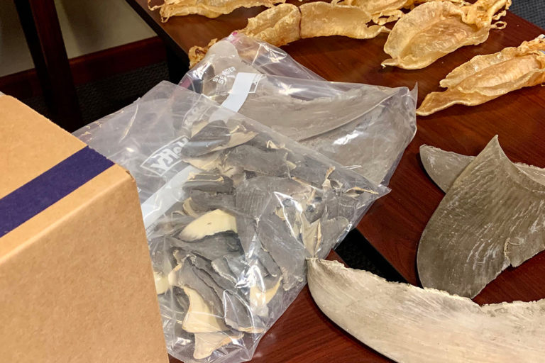 Shark fins and Totoaba fish bladders seized by U.S. federal authorities in raids during Operation Apex. Image by U.S. Department of Justice.