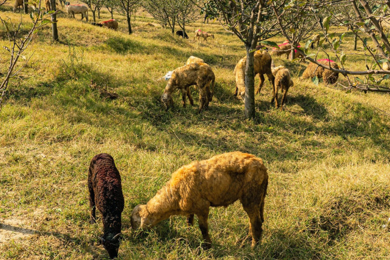 Sheep grazing.