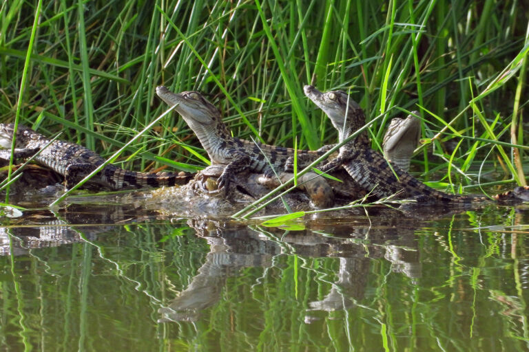 Siamese crocodiles in Siem Pang