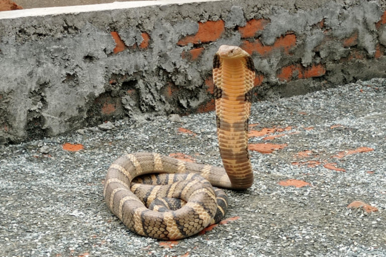 A king cobra in Nepal.