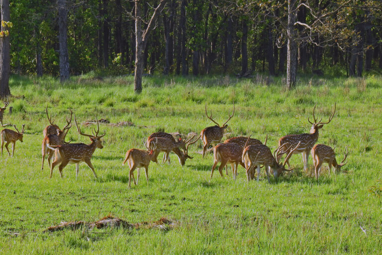 A herd of deer in Bardiya National Park.