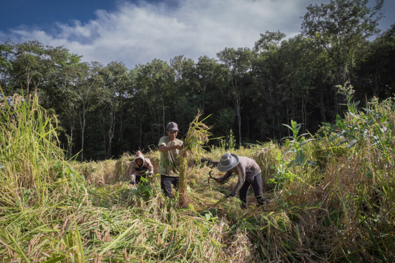 A group of Bunong farmers harvest rice in Sre I village in the Keo Seima Wildlife Sanctuary.