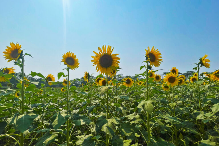 Coastal farmers are now farming sunflowers and benefiting from the alternative crop.