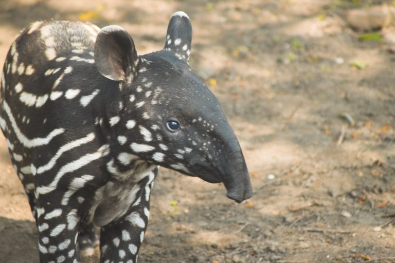 Malayan tapir