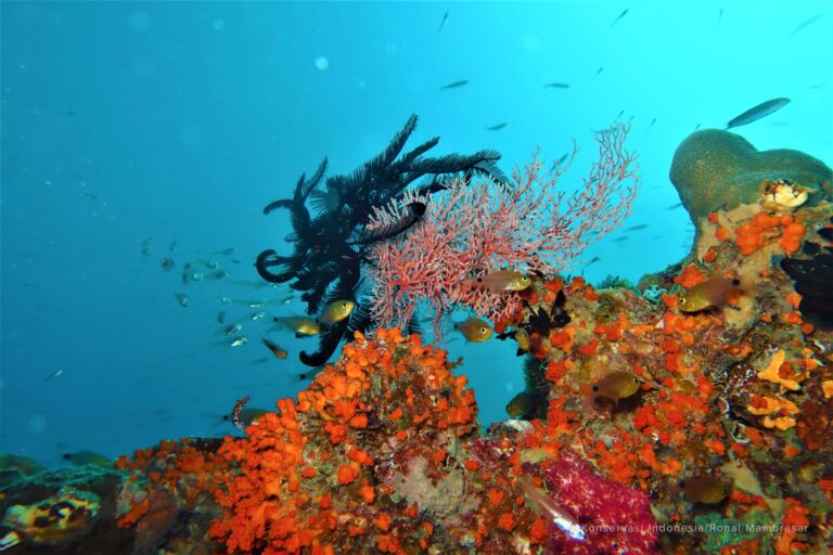 A coral reef off the coast of Raja Ampat, Southwest Papua province, Indonesia. Image courtesy of Ronal Mambrasar/Konservasi Indonesia.