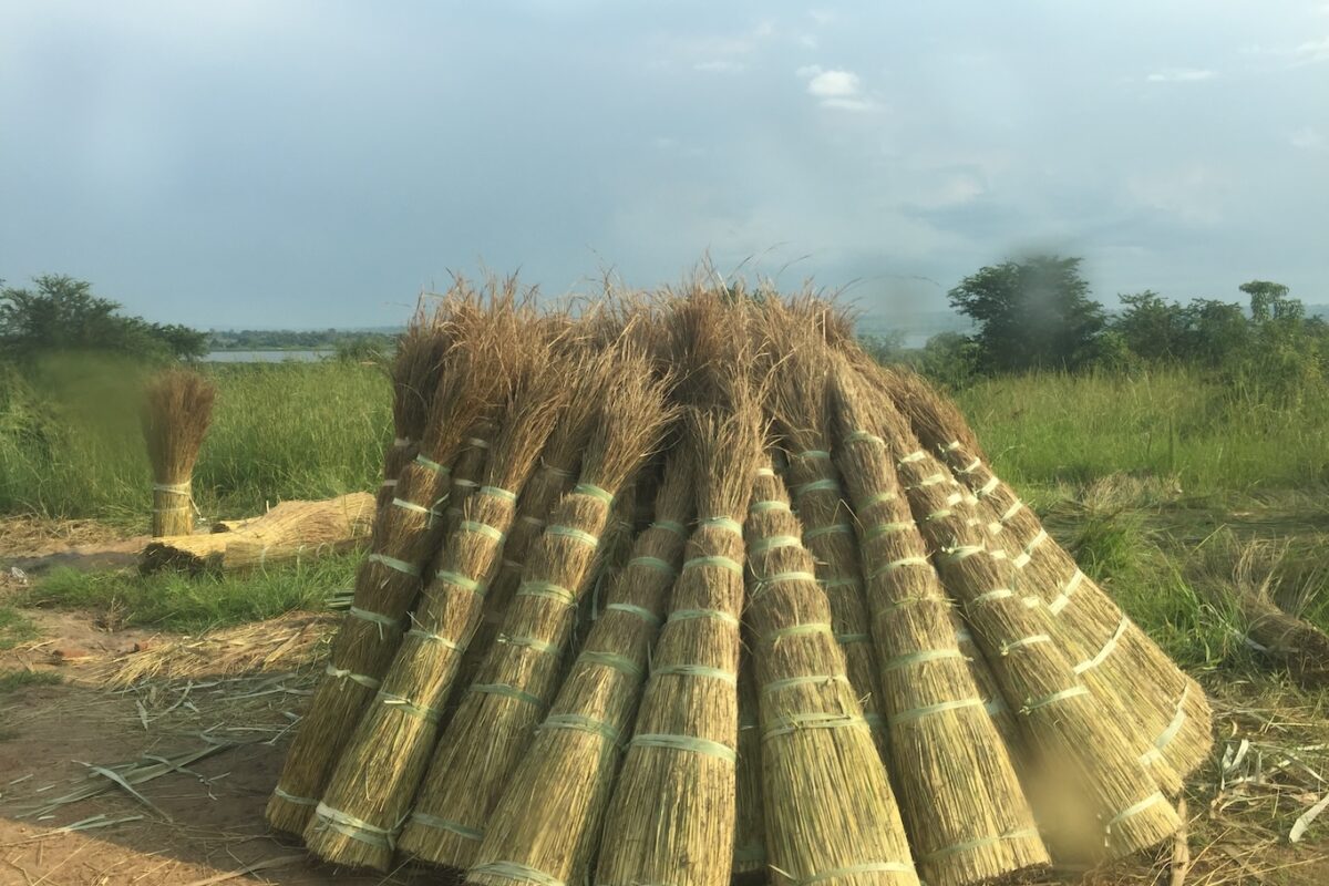 Thatching grass collected in the miombo woodlands. Thatching grass is used to roof homes, woven into fences and for other purposes, and is one of the numerous non-timber forest products derived from the woodlands. Image courtesy of Edwin Tambara, AWF.