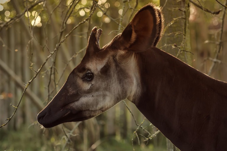 An okapi. Image by Steve Wilson via Wikimedia Commons (CC BY-SA 2.0).