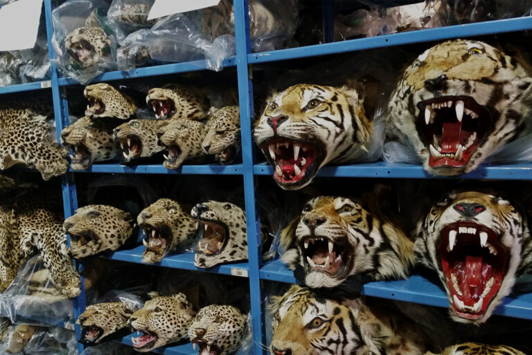 Confiscated illegal wildlife parts.