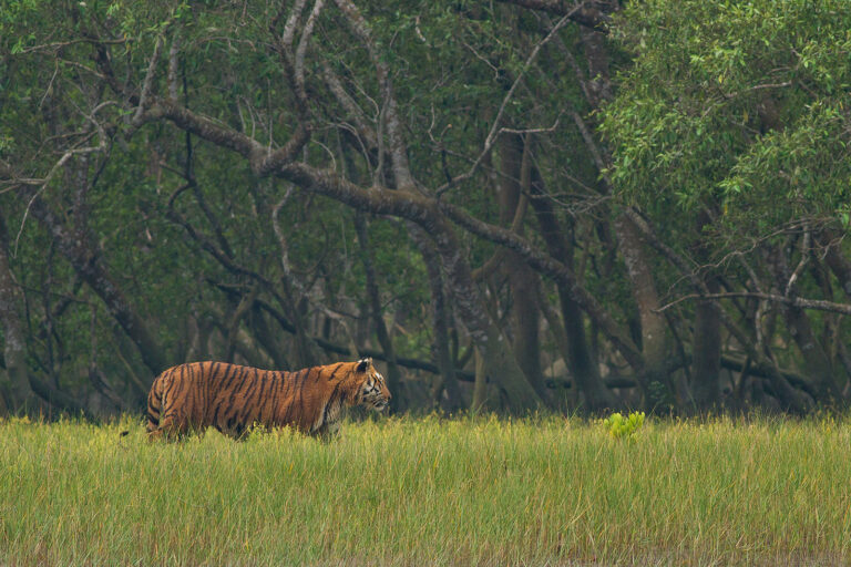 A tiger in Sundarbans.