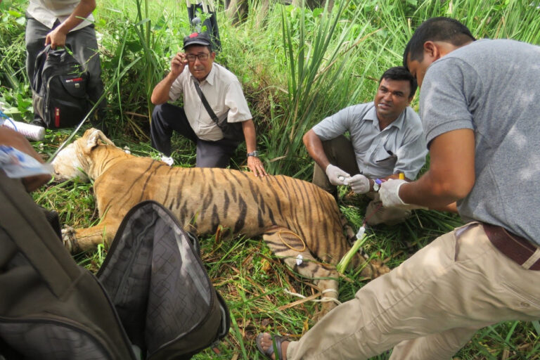 Tiger rescue Nepal