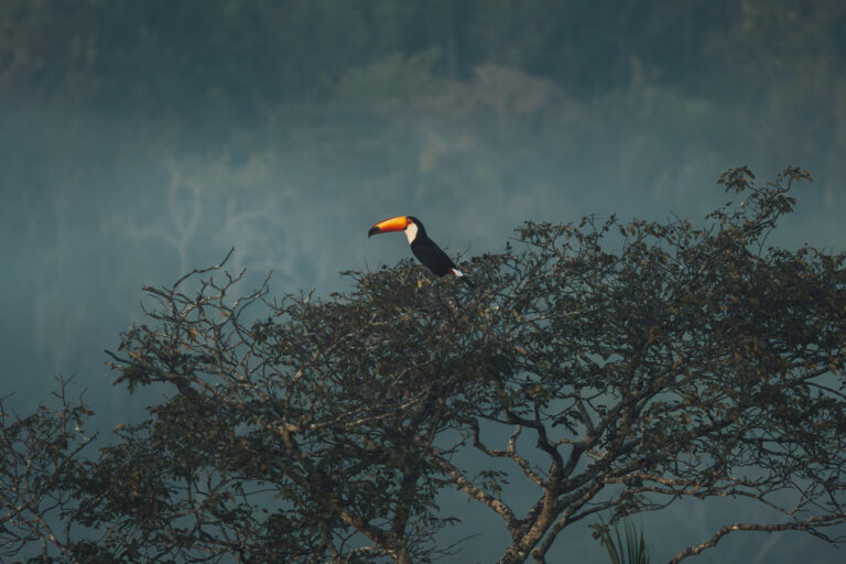 A toucan in a tropical rainforest.