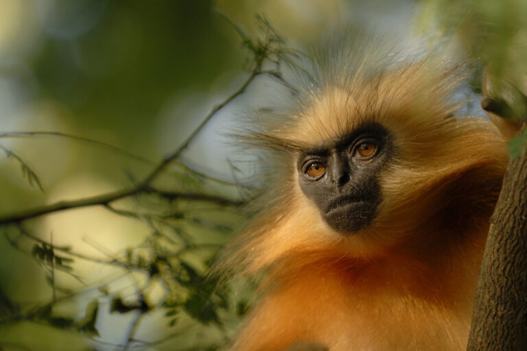 An endangered Gee's golden langur (Trachypithecus geei).