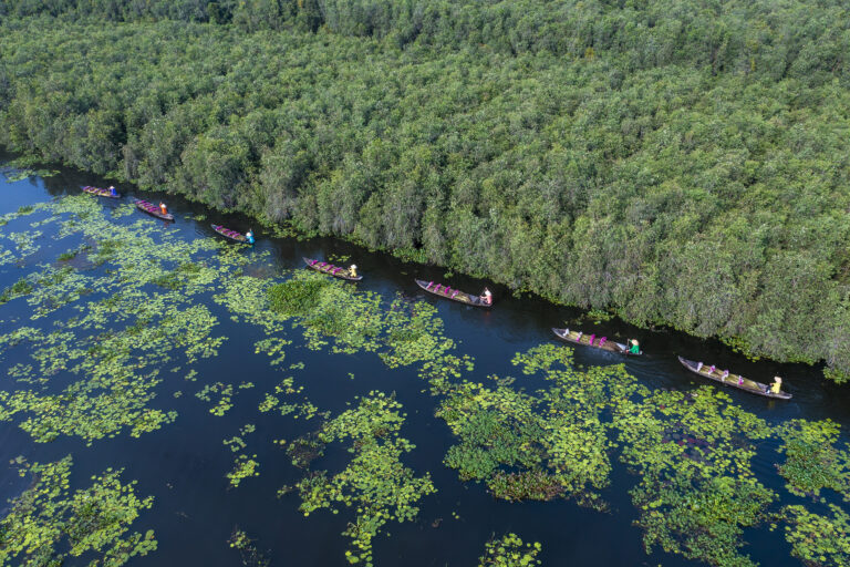 Mangroves in Vietnam