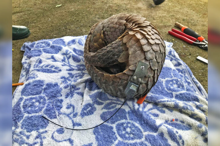 A pangolin fitted with a radio transmitter prior to re-release.