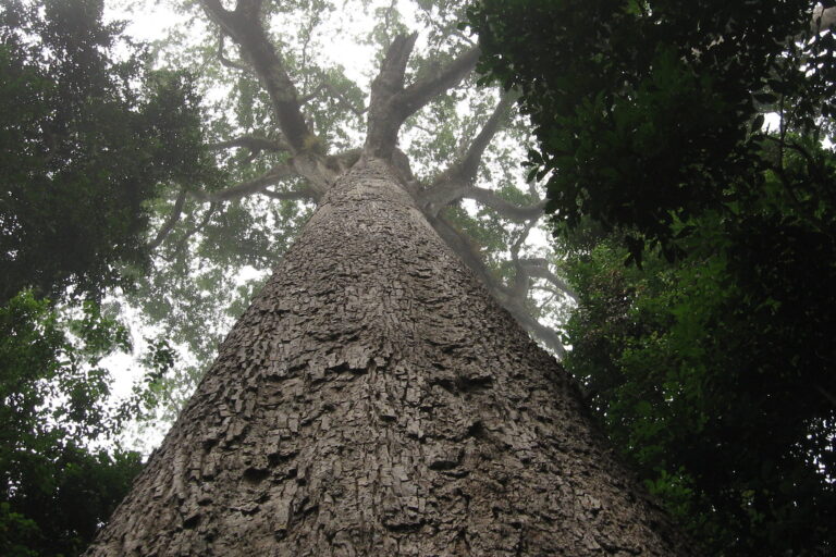 Bole of a large tree near Ghana's Oda River, showing its rough bark and the canopy high above. Image by aripeskoe2 via Flickr (CC BY-NC-SA 2.0)