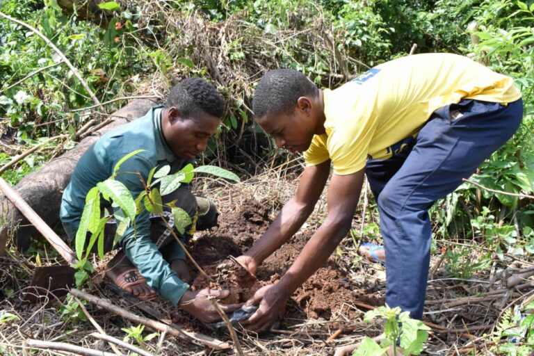 Two men planting trees in the Yokadouma Council Forest, Cameroon. Image courtesy WWF.