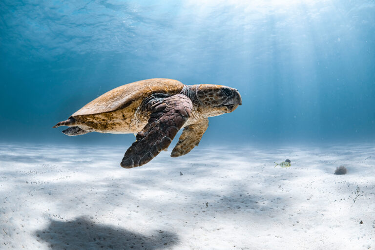 A sea turtle in Ningaloo Reef, Australia.