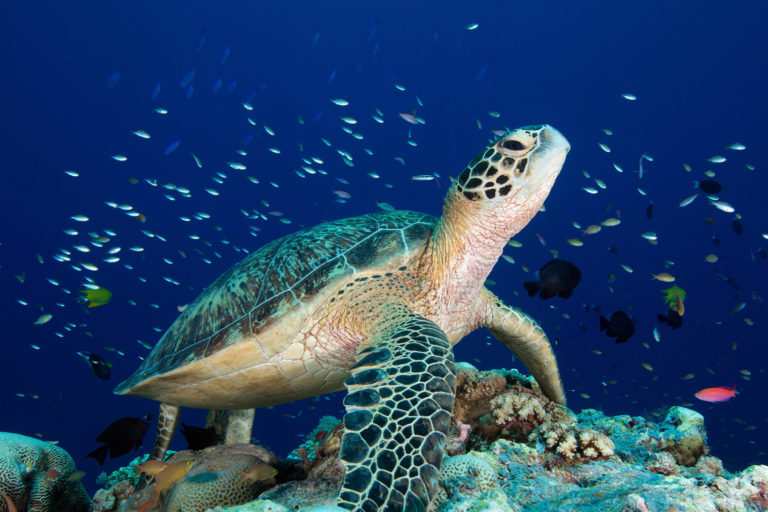 A sea turtle in Philippine coral reefs.