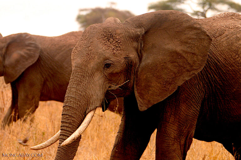 African elephant eating savanna grass in Tanzania. Image by Rhett A. Butler for Mongabay.